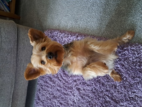Yorkshire Terrier, Zeb sitting on his back legs looking at the camera.